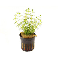 Bacopa Myriophylloides | In Terracotta Pot