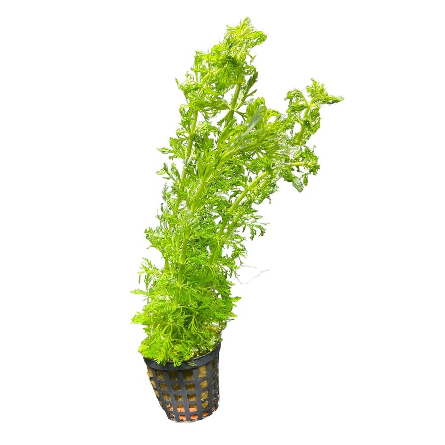 Limnophila Heterophylla | In Terracotta Pot