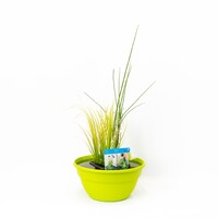 Terrasvijver Schaal Lime