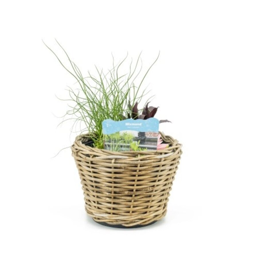 Terrasvijver Rotan Potmand