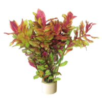 Rotala Macrandra | Roze Macandra | In Terracotta Pot