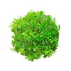 Rotala Species Nanjenshan | In Terracotta Pot