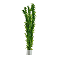 Egeria densa | In Bos met Loodje