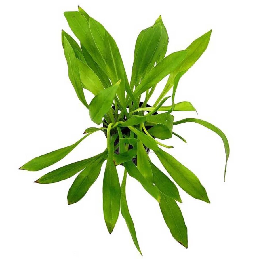 Helanthium Bolivianum Magdalenensis | In Bos met Loodje