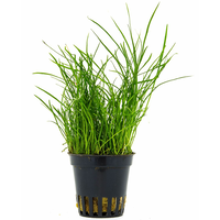 Pilularia Globulifera | Pilvaren | in 5 cm pot