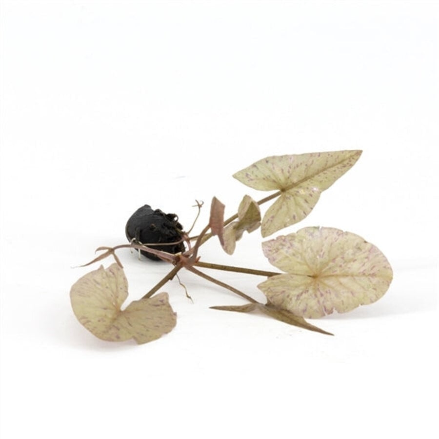 Nymphaea Lotus Groen | Groene Tijger Lotus | Losse Knol