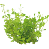 Glossostigma | Op Net