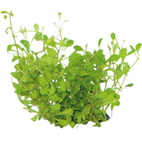 Glossostigma | Op Net