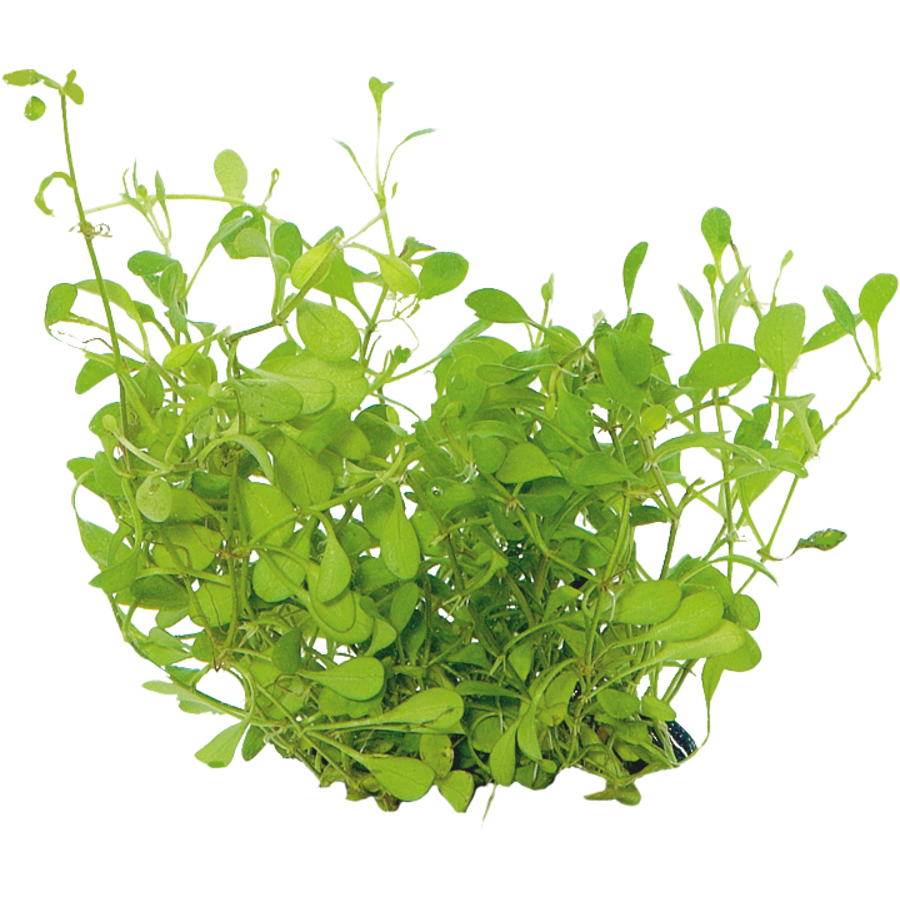 Glossostigma | Op Net