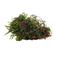 Vesicularia | Javamos | Op Net