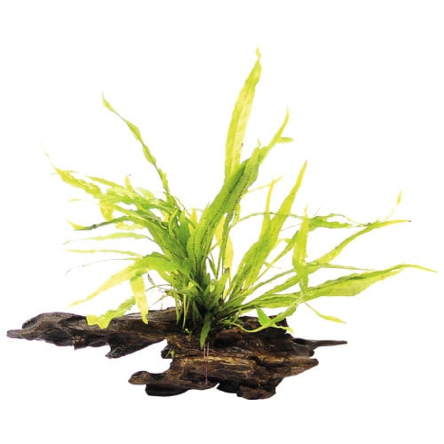 Driftwood met Microsorum Mix | Nano