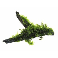 Driftwood met Vesicularia Mix | Medium