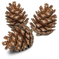 Forest Pine Cones dennenappels 6 stuks | natuurlijk foerageer- en knaagspeelgoed