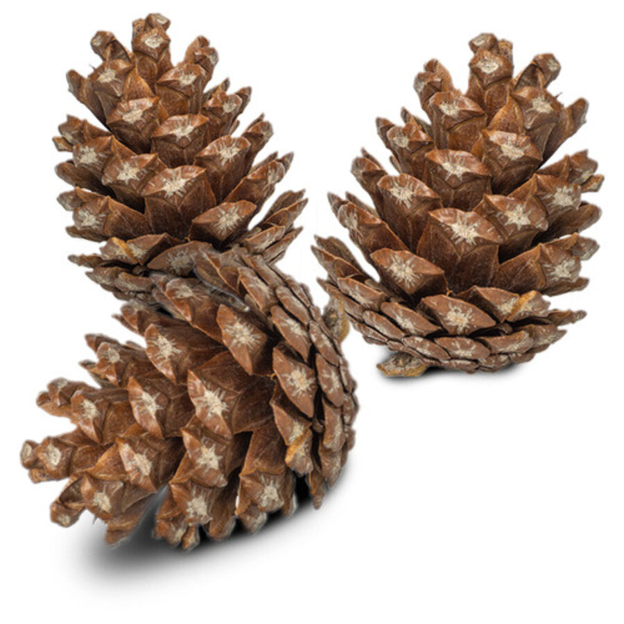 Forest Pine Cones dennenappels 6 stuks | natuurlijk foerageer- en knaagspeelgoed