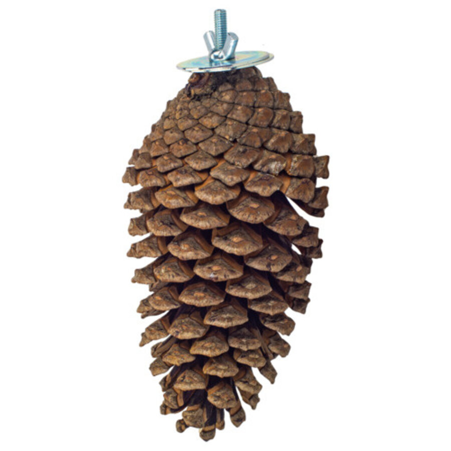 Foraging Pine Cone