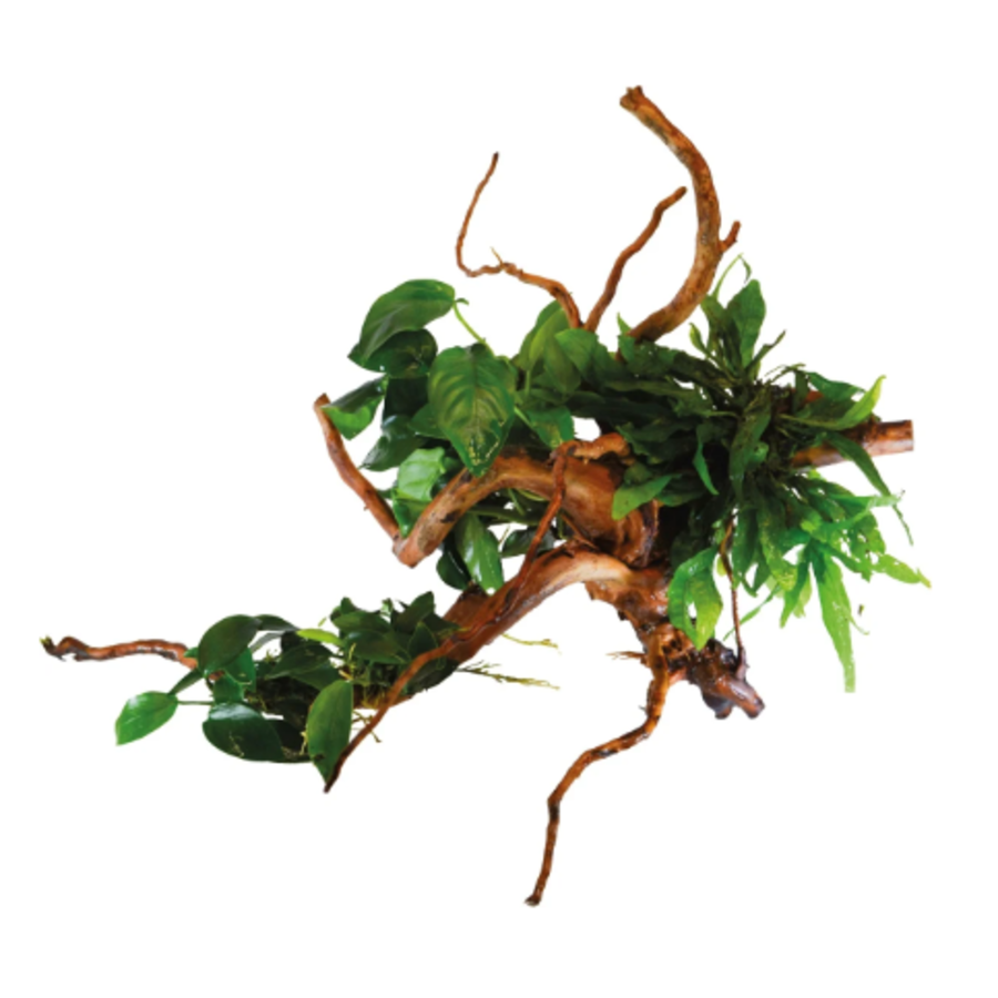 Spiderwood Met Planten