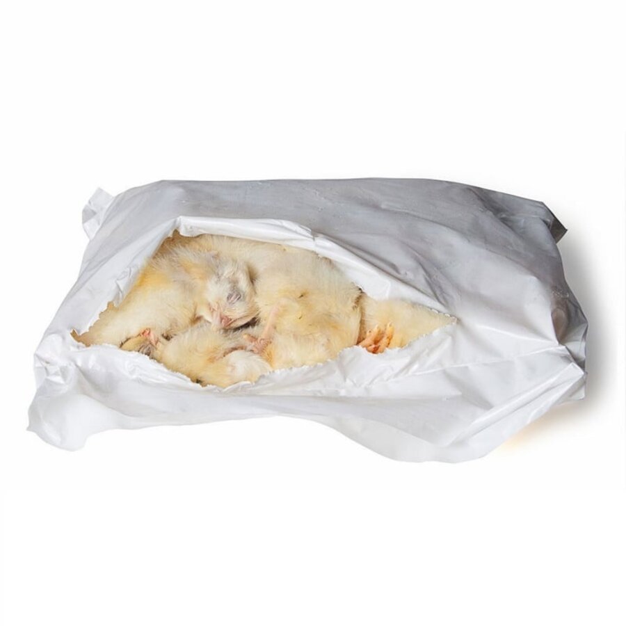 Diepvries eendagskuikens | 1 kg | ca. 24 stuks