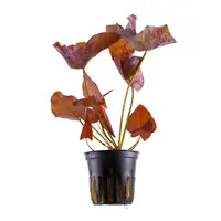 Nymphaea Lotus Pink Tiger | Roze Tijger Lotus | in 5 cm pot