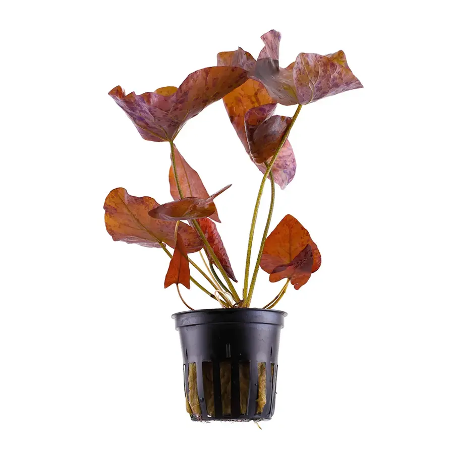 Nymphaea Lotus Pink Tiger | Roze Tijger Lotus | in 5 cm pot