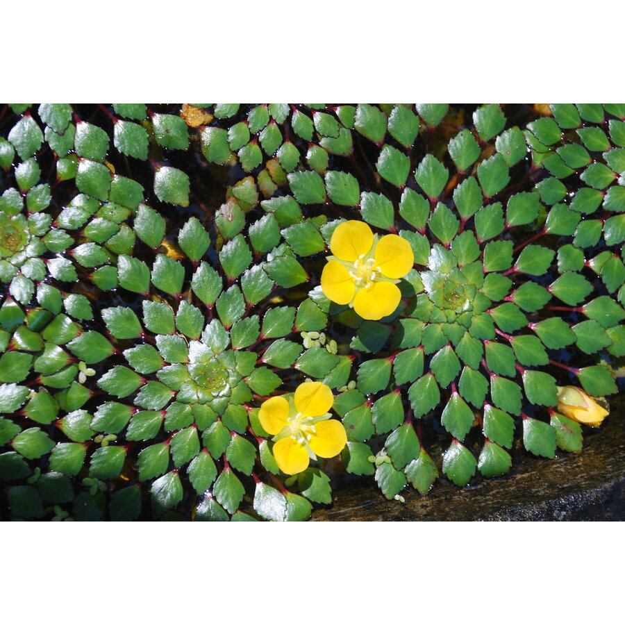 Ludwigia sedioides | Drijfplant