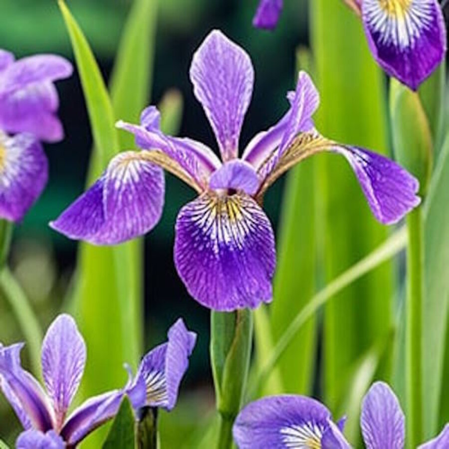 Iris Versicolor | Amerikaanse Iris | In 9CM pot