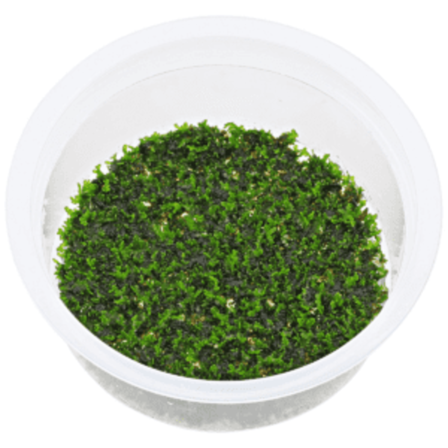 Riccardia mos |  Koraalmos | In vitro cup