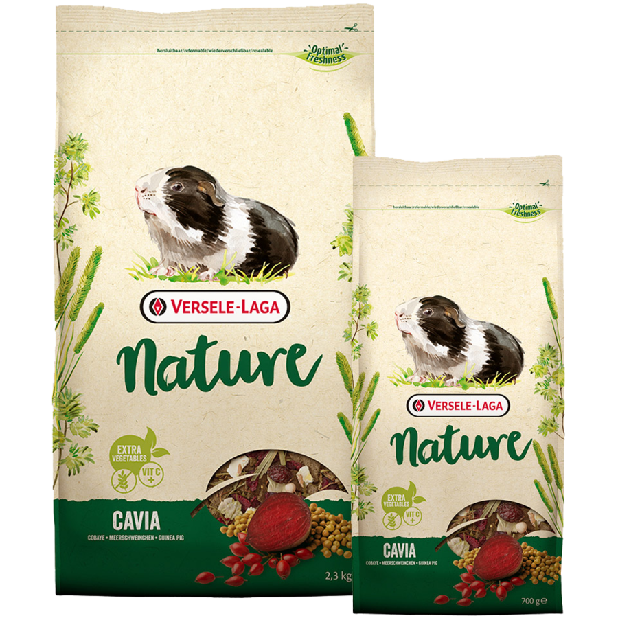 Cavia