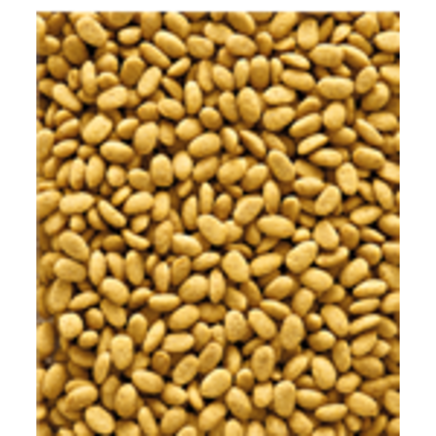 P19 Original Papegaai Kweekvoer 10KG