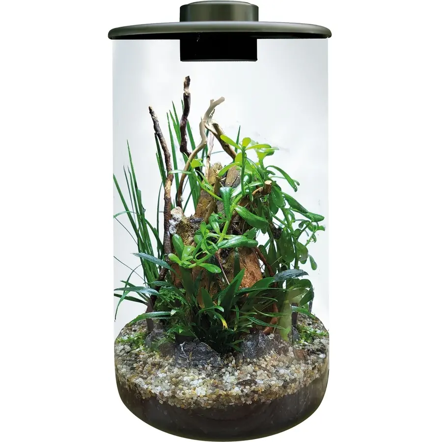 Glazen plantencilinder 285 zwart met LED 4 liter terrarium voor vochtminnende planten