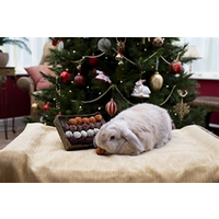Advent Gift ‘N’ Forage Truffel Schaal