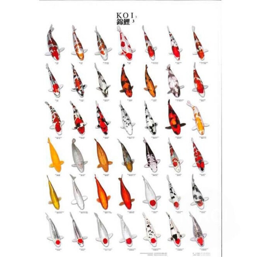 Koiposter Nr.3 Gelamineerd 68X90CM
