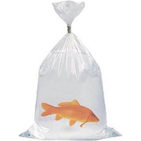 Koi Zak