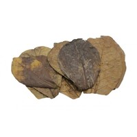 Catappa bladeren Nano 10x 10|11 cm