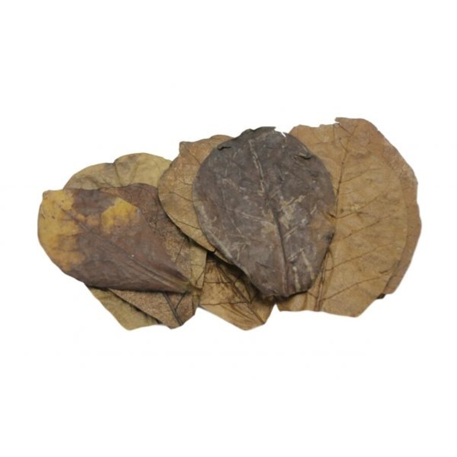 Catappa bladeren M 15-20 cm | natuurlijke waterverbeteraar voor zoetwateraquarium, en decor voor terraria