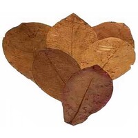 Catappa bladeren XL 10 stuks 21|40 cm voor aquarium en terraria