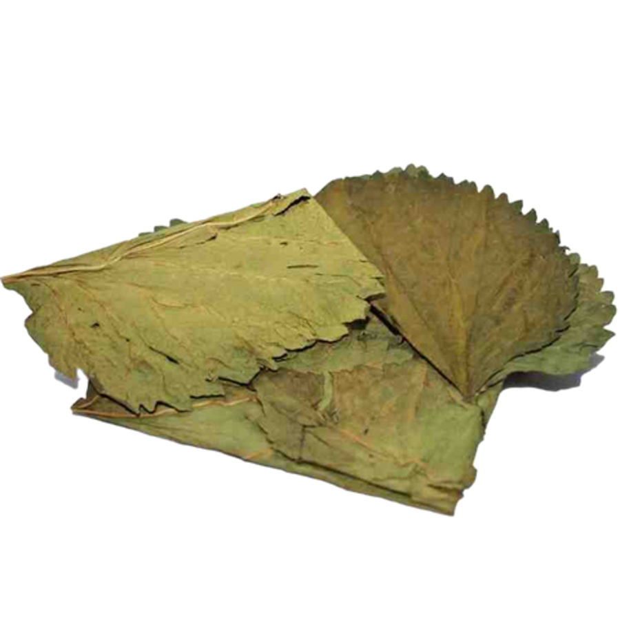 Mulberry bladeren 10x voor zoetwateraquaria en terraria