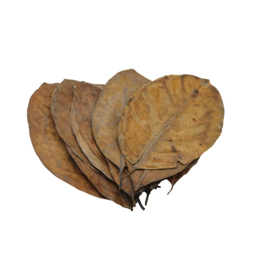 Jackfruit bladeren 20x | natuurlijke bladeren voor Aquaria en Terraria