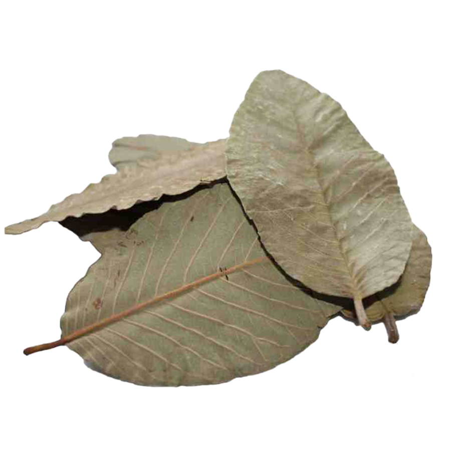 Guave bladeren 15x voor aquarium | natuurlijk bladvoer en decoratie voor aquaria en terraria