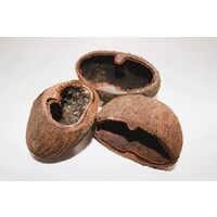 Palm Pods harde noot 7-8 cm voor aquarium en terrarium