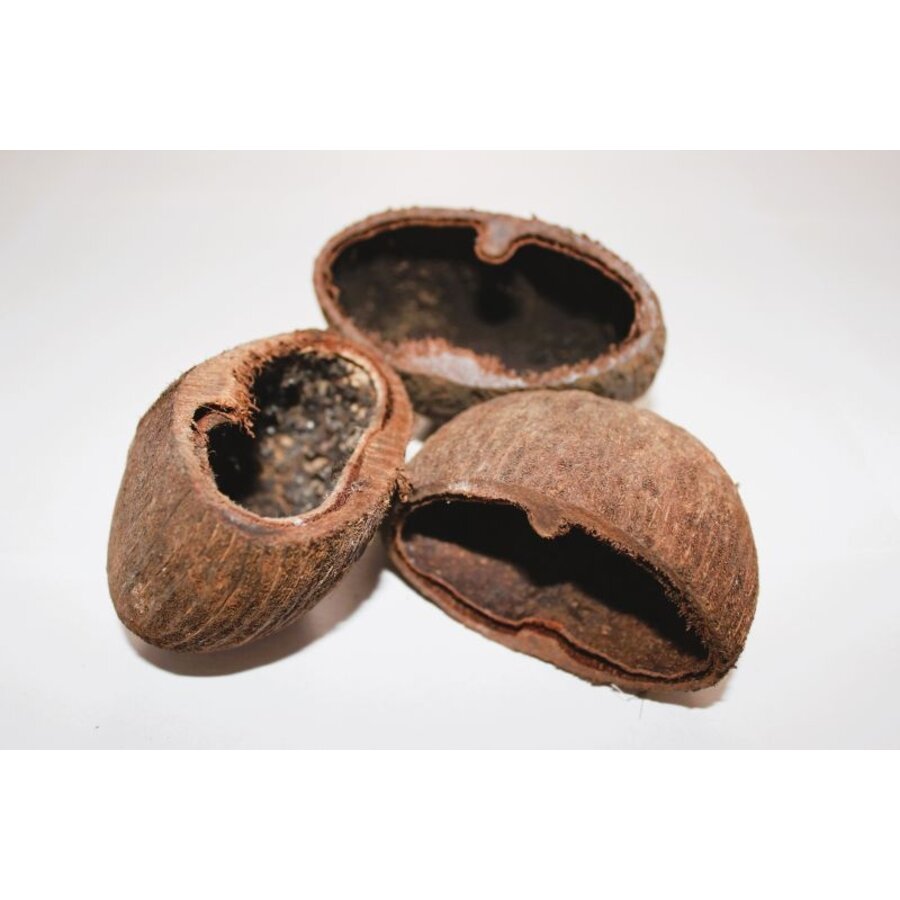 Palm Pods harde noot 7-8 cm voor aquarium en terrarium