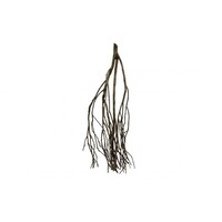 Talawa Wood natuurlijk aquarium / terrarium hout