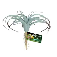 Tilandsia Air Plant terrarium kunstplant 29 cm | waterbestendig | schuilplant