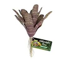Chestnut Bromeliad