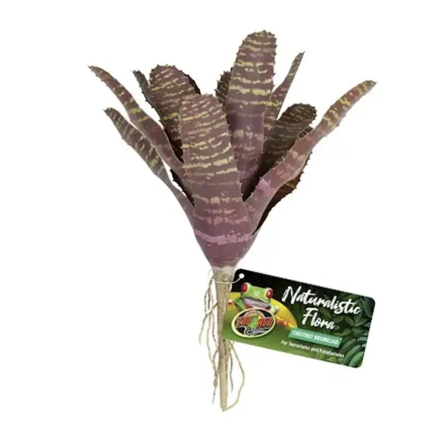 Chestnut Bromeliad