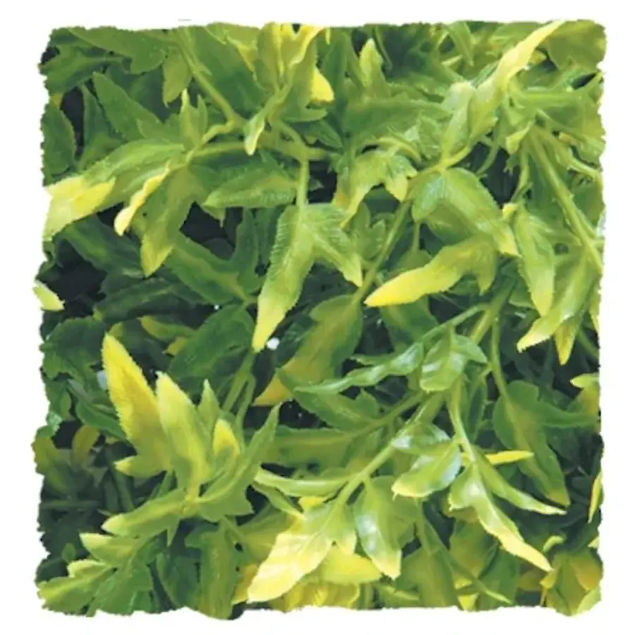 Bolivian Croton Kunstplant