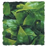 Mexican Phyllo Kunstplant | 3 maten