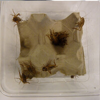 Levende Huiskrekels | Voedselinsecten voor reptielen en vogels