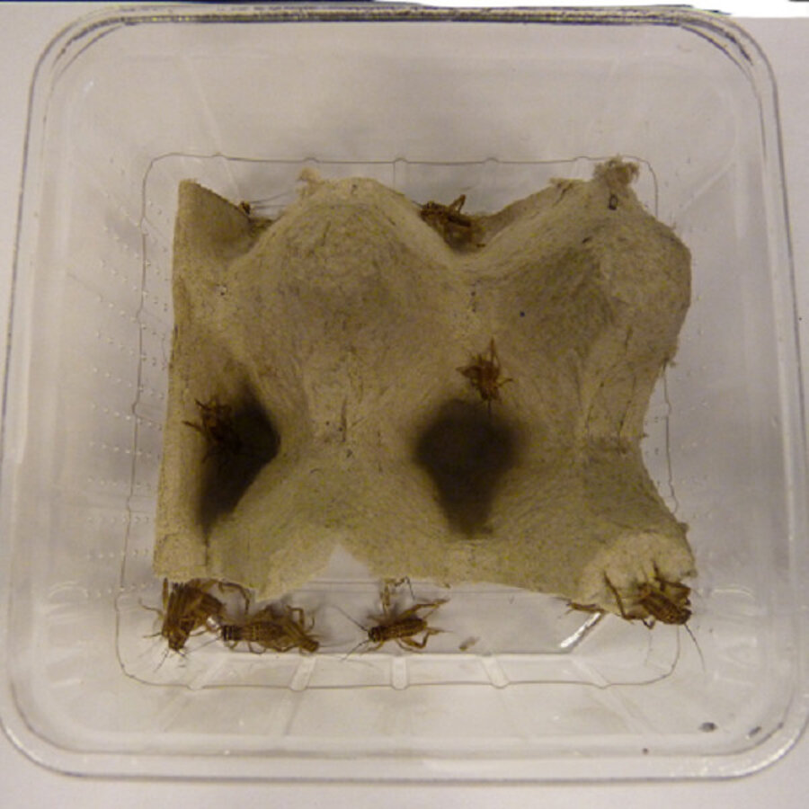 Levende Huiskrekels | Voedselinsecten voor reptielen en vogels