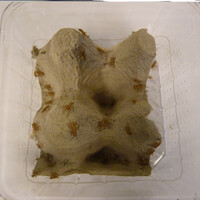 Levende Huiskrekels | Voedselinsecten voor reptielen en vogels