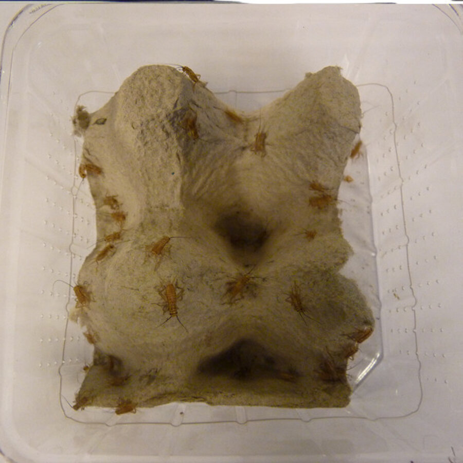 Levende Huiskrekels | Voedselinsecten voor reptielen en vogels